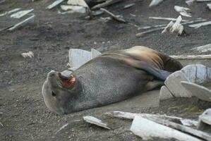 Antarktis Pelz Sealarctophoca Gazella, ein Strand, antartisch Halbinsel. foto