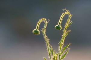 Trichome auf das Stengel von ein Wildblume mit ein Knospe, calden Wald, la Pampa Argentinien foto