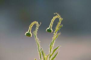 Trichome auf das Stengel von ein Wildblume mit ein Knospe, calden Wald, la Pampa Argentinien foto