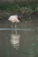 jabiru Angeln, Pantanal, Brasilien foto