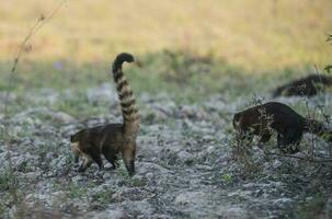 Süd amerikanisch Nasenbär, auf der Suche zum Insekten, Pantanal, Brasilien foto