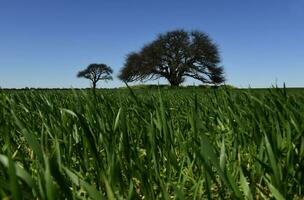 calden Baum Landschaft, la Pampa, Argentinien foto