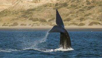 Wal Schwanz Fluke, Patagonien, Argentinien foto