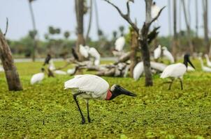 jabiru Storch, im Feuchtgebiet Umfeld, la Estrella Sumpf, formosa Provinz, Argentinien. foto