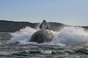 Wal springen , Patagonien foto