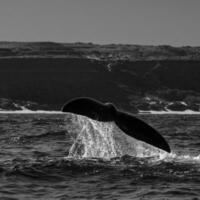 sohutern richtig Wal Schwanz Lobtailing, gefährdet Spezies, Patagonien, Argentinien foto