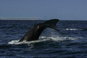 sohutern richtig Wal Schwanz Lobtailing, gefährdet Spezies, Patagonien, Argentinien foto