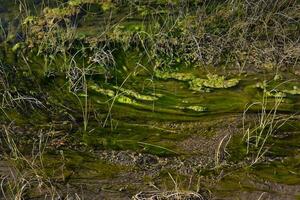 Grün Algen im Wasser- Umgebung , Patagonien, Argentinien. foto