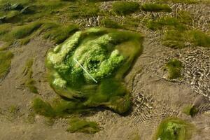 Grün Algen im Wasser- Umgebung , Patagonien, Argentinien. foto