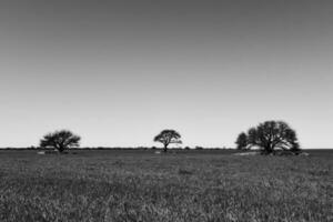 Frühling Jahreszeit Landschaft, la Pampa foto