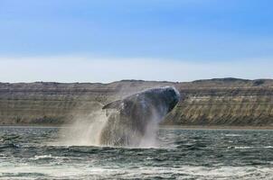 Wal springen , Patagonien foto