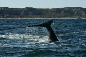 sohutern richtig Wal Schwanz, Halbinsel Valdes, Chubut, Patagonien, Argentinien foto