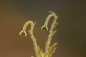 Trichome auf das Stengel von ein Wildblume mit ein Knospe, calden Wald, la Pampa Argentinien foto