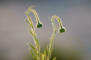 Trichome auf das Stengel von ein Wildblume mit ein Knospe, calden Wald, la Pampa Argentinien foto