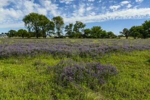 blühte Feld im Sommer- Zeit Landschaft, la Pampa Provinz, Patagonien, , Argentinien. foto