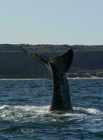 sohutern richtig Wal Schwanz, Halbinsel Valdes, Chubut, Patagonien, Argentinien foto