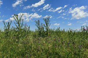 blumig Sommer- Landschaft foto