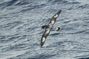 Kap Sturmvogel, antartisch Vogel, antrica foto