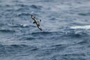 Kap Sturmvogel, antartisch Vogel, antrica foto