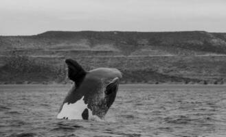 Wal Patagonien Argentinien foto