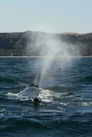 sohutern richtig Wale im das Oberfläche, Halbinsel Valdes, Patagonien, Argentinien foto