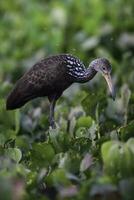 Cara im Feuchtgebiet Umfeld, Aramus guarauna, Pantanal, mato Grosso, Brasilien foto