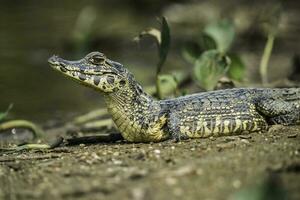 breit schnauzte Kaiman, Kaiman latirostris Baby, Pantanal, mato Grosso, Brasilien. foto