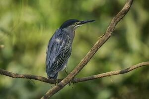 schwarz gekrönt Nacht Reiher, Nycticorax Nycticorax ,pantanal, mato Grosso, Brasilien foto