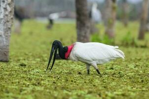 jabiru Storch, im Feuchtgebiet Umfeld, la Estrella Sumpf, formosa Provinz, Argentinien. foto