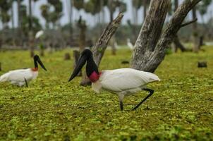 jabiru Storch, im Feuchtgebiet Umfeld, la Estrella Sumpf, formosa Provinz, Argentinien. foto