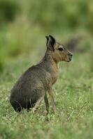 patagonisch Cavi, Patagonien Mara, Halbinsel Valdes, Patagonien , Argentinien foto