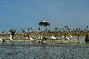 Maguari Storch Herde, im Feuchtgebiet Umfeld, la Estrella Sumpf, formosa Provinz, Argentinien. foto