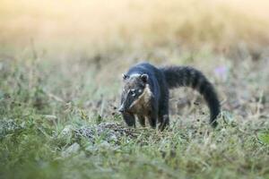 Süd amerikanisch Nasenbär, auf der Suche zum Insekten, Pantanal, Brasilien foto