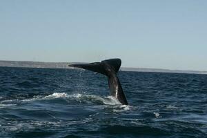 sohutern richtig Wal Schwanz, Halbinsel Valdes, Chubut, Patagonien, Argentinien foto