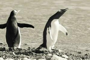 Gentoo Pinguin im neko Hafen, Halbinsel antrica. foto
