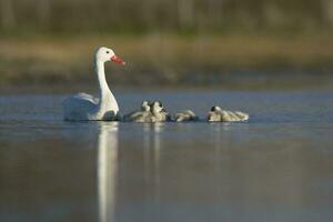 coscoroba Schwan mit cygnets Schwimmen im ein Lagune , la Pampa Provinz, Patagonien, Argentinien. foto