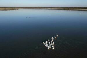 coscoroba Schwan Schwimmen im ein Lagune , la Pampa Provinz, Patagonien, Argentinien. foto