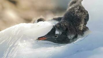 Gentoo Pinguin im neko Hafen, Halbinsel antrica. foto