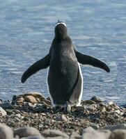 Gentoo Pinguin im neko Hafen, Halbinsel antrica. foto