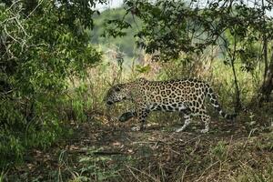 wild Jaguar, Panthera onca, im Wald Umfeld, Pantanal, Brasilien foto