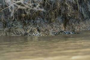 Jaguar Schwimmen im das cuaiaba Fluss ,pantanal,mato Grosso, Brasilien foto