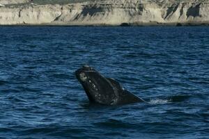 sohutern richtig Wale im das Oberfläche, Halbinsel Valdes, Patagonien, Argentinien foto