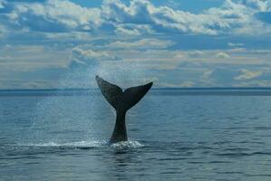 Süd- richtig Wal Schwanz Fluke , Halbinsel Wald Patagonien , Argentinien foto