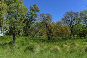 Pampas Baum Landschaft, la Pampa Provinz, Patagonien, Argentinien. foto