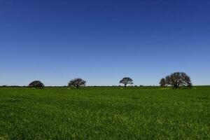 Pampas Baum Landschaft, la Pampa Provinz, Patagonien, Argentinien. foto