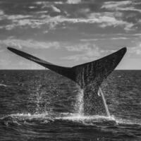sohutern richtig Wal Schwanz, gefährdet Spezies, Patagonien, Argentinien foto