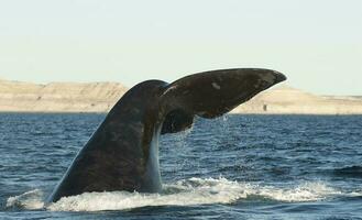 sohutern richtig Wal Schwanz Lobtailing, gefährdet Spezies, Patagonien, Argentinien foto