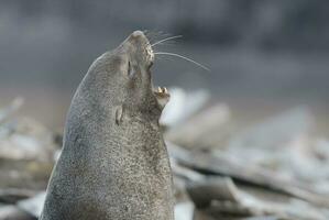 Antarktis Pelz Sealarctophoca Gazella, ein Strand, antartisch Halbinsel. foto