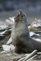 Antarktis Pelz Sealarctophoca Gazella, ein Strand, antartisch Halbinsel. foto