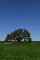 calden Baum Landschaft, la Pampa, Argentinien foto